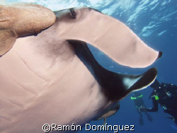 Giant Manta at Socorro islands by Ramón Domínguez 